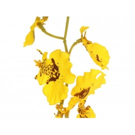 Pacific Elte Orquídea Pepix Amarilla - Envío Gratuito