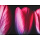 Múltiples Tulipanes Pintura Moderna - Envío Gratuito