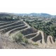 Vino Tinto 2?r Gratavinum Priorat 750 ml - Envío Gratuito
